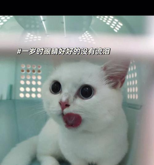 猫流泪代表什么意思？如何判断猫咪流泪的原因？