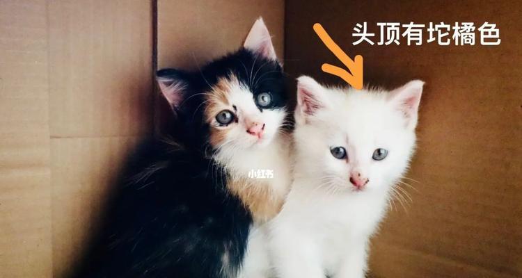 猫妈妈会丢掉小猫吗？了解母猫弃崽行为的原因及应对措施？