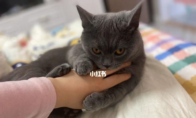 猫毛急性过敏怎么办？有效缓解方法有哪些？