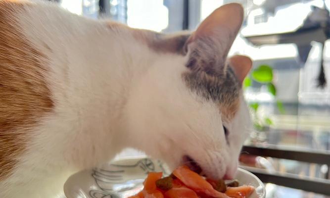 猫能吃什么日常食物？哪些食物对猫咪健康有益？