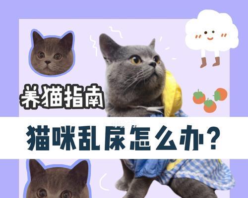 猫尿不出尿怎么回事？可能的原因和解决方法是什么？