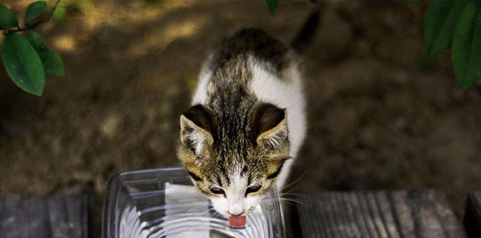 猫尿道结石怎么预防？有效预防方法有哪些？