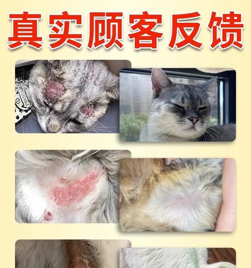 猫皮肤病怎么引起的？常见原因有哪些？