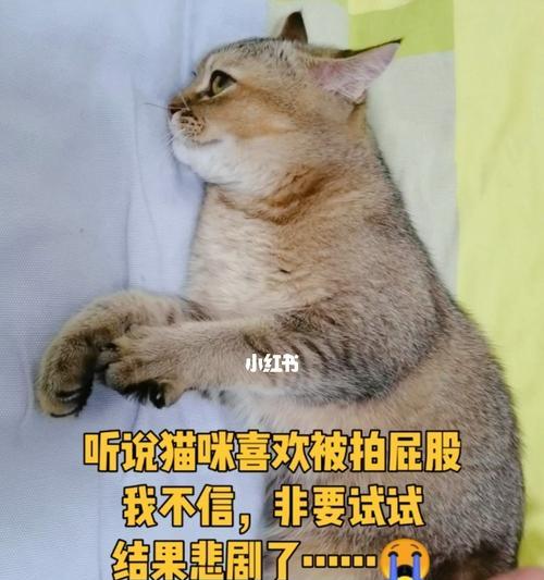 猫屁股正常的标准是什么？如何判断猫屁股是否健康？