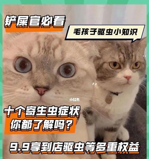 猫身上有霉菌怎么办？如何有效治疗和预防？