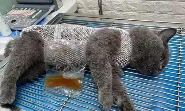 猫什么情况下需要导尿？导尿的正确时机和方法是什么？