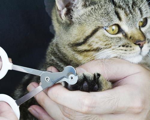 猫什么时候需要修指甲？修指甲的最佳时间是什么时候？