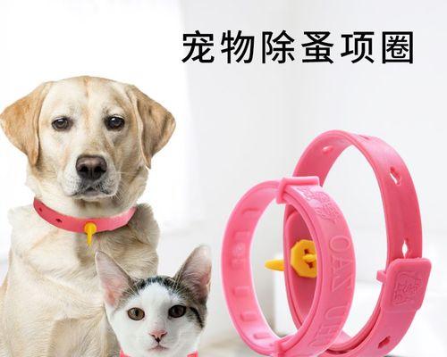 猫体内驱虫需要注意什么？正确步骤和常见问题解答