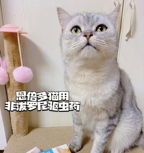 猫体内驱虫需要注意什么？正确步骤和常见问题解答