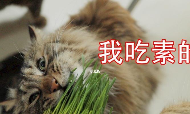 猫为什么不能吃米饭？会对它们的健康产生什么影响？