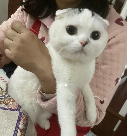 猫为什么不能吃米饭？会对它们的健康产生什么影响？