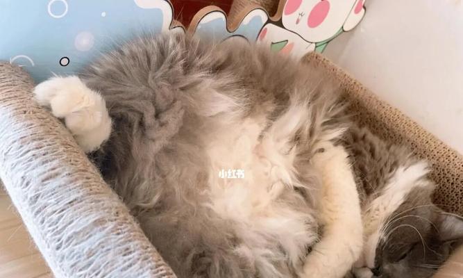 猫一直喘是怎么回事？可能的原因和解决方法是什么？