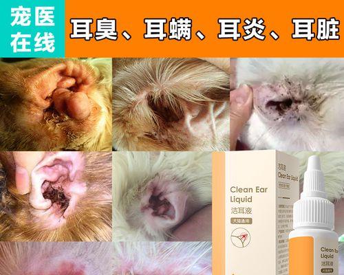 猫咪耳炎清理方法？如何预防耳炎复发？