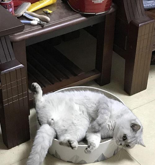 猫咪的尿味怎么去除？有效去除猫咪尿味的技巧有哪些？