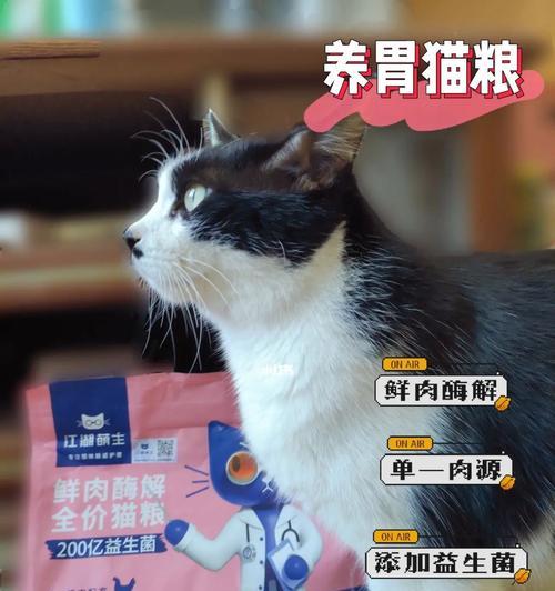 猫咪的胃在哪里图片？如何正确识别猫咪的消化系统？