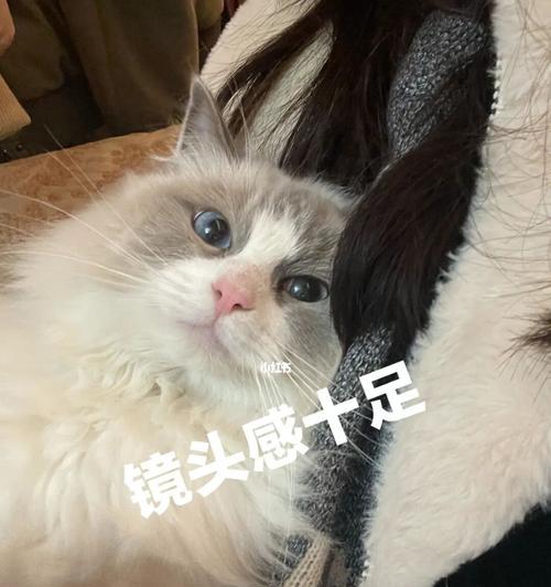 猫咪掉毛季节流眼泪怎么办？如何有效缓解？