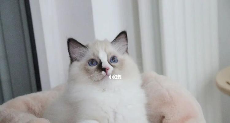 猫咪对什么颜色敏感？如何利用颜色吸引宠物猫的注意？