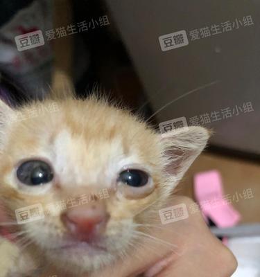 猫咪多少天会睁开眼睛？新生小猫视力发育的全过程解析？