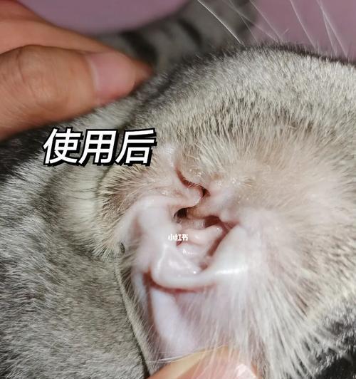 猫咪耳朵清理用什么？如何正确清理猫咪耳朵？