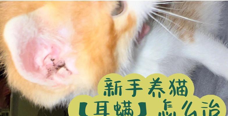 猫咪耳朵痒是怎么回事？可能的原因和解决方法是什么？