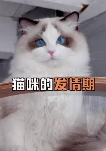 猫咪发情流血怎么办？如何处理和预防？