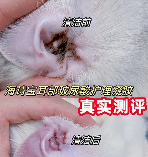 猫咪发烧耳朵流水是常见问题吗？如何处理？