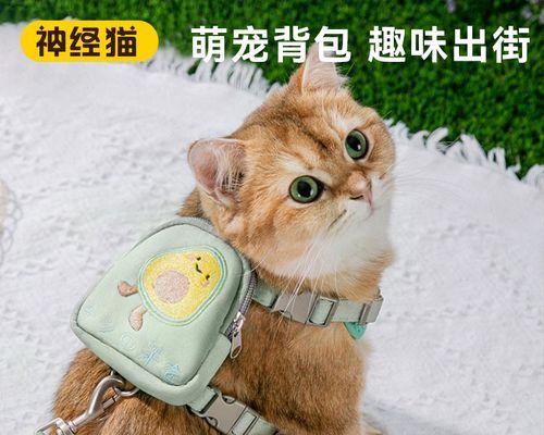 猫咪腹部肿胀怎么治？常见原因及家庭护理方法是什么？