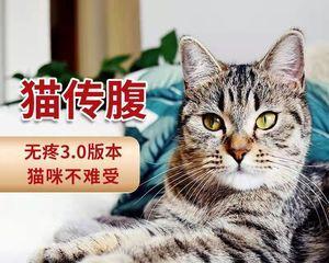 猫咪腹膜炎是如何传染的？了解传播方式和预防措施？