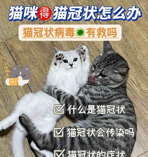 猫咪腹膜炎是怎么引起的？如何预防和治疗？