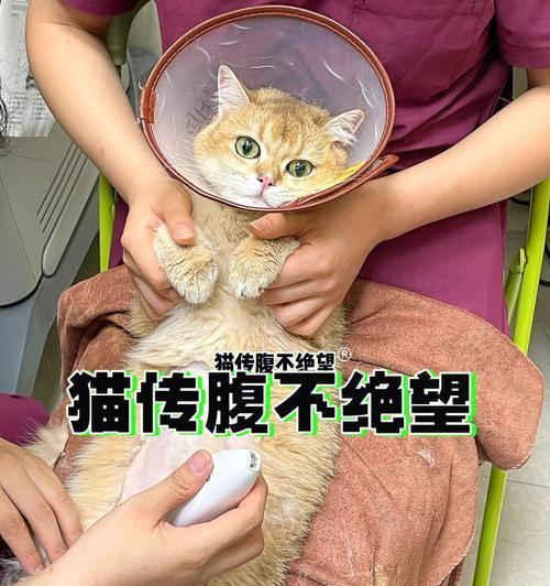 猫咪腹水初期的症状有哪些？如何及时发现并处理？