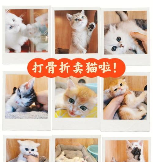 猫咪骨折了怎么固定？家庭急救方法有哪些？