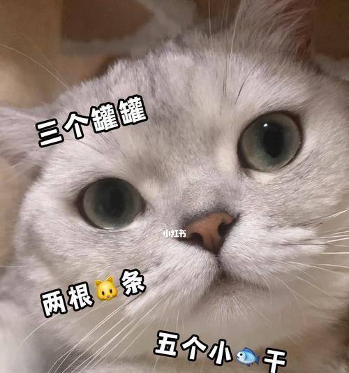 猫咪换环境后食量减少怎么办？如何帮助猫咪适应新环境？