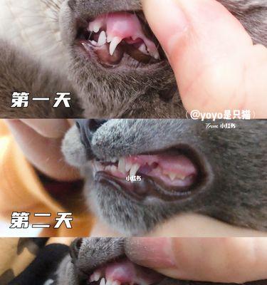 猫咪换牙需要多长时间？几个月能换完？