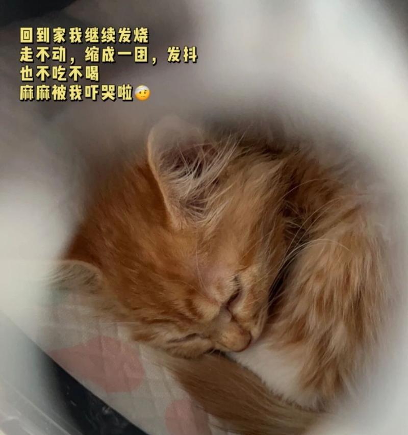 猫咪脚瘸了不吃东西怎么办？可能的原因和解决方法是什么？