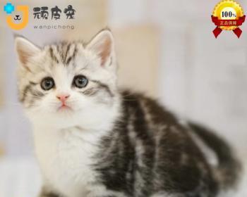 猫咪脚受伤了吃什么？如何为受伤的猫咪提供合适的饮食？