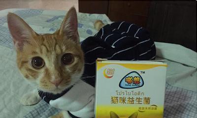 猫咪经常便秘怎么办？有效缓解方法有哪些？