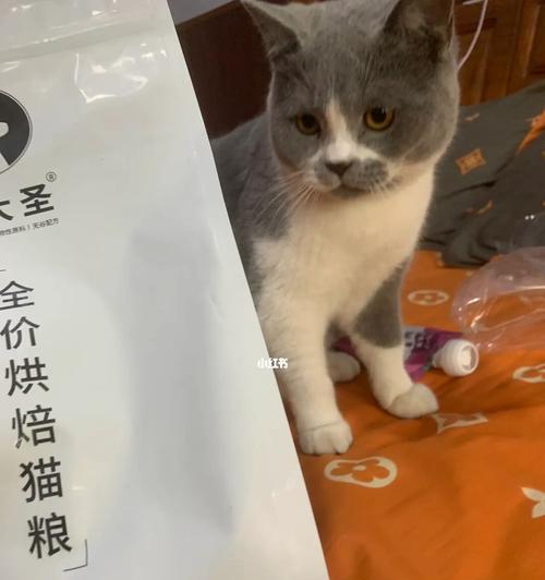 猫咪经常换猫粮好吗？频繁更换猫粮的利弊是什么？