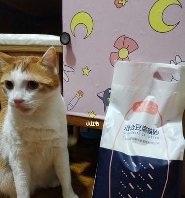 猫咪可以不用猫砂吗？如何训练猫咪使用厕所？