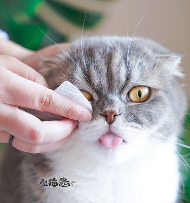 猫咪可以注射酒精吗？注射酒精对猫咪有什么影响？