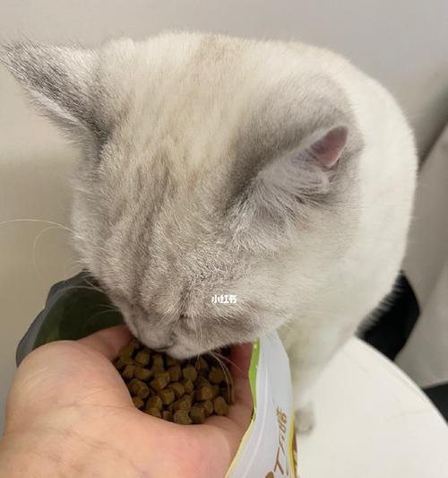 猫咪拉软便需要禁食吗？如何正确处理？