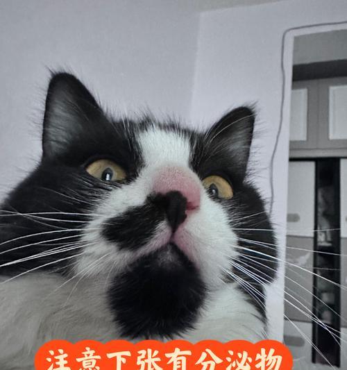 猫咪拉透明粘液不吐是怎么回事？需要带去看兽医吗？