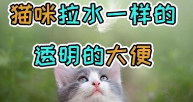 猫咪拉透明粘液不吐是怎么回事？需要带去看兽医吗？