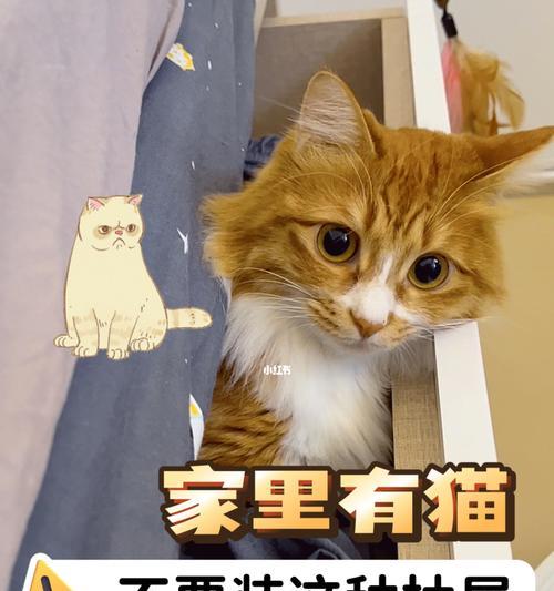 猫咪为什么喜欢钻抽屉睡觉？如何解决这个问题？