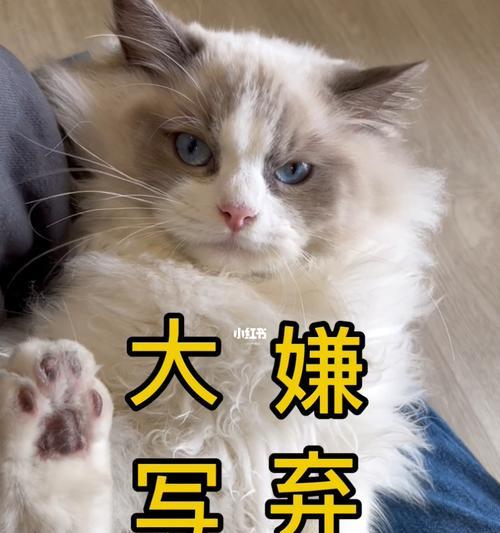 猫咪脸上很脏怎么办？有效清洁方法有哪些？