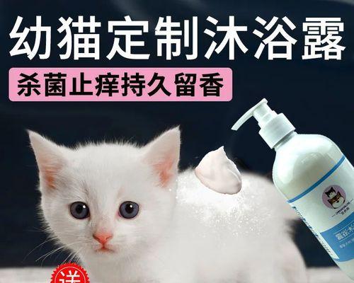 猫咪流血过多怎么办？紧急处理方法和预防措施是什么？