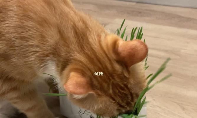 猫咪猫草吃多少合适？如何确定合适的猫草摄入量？