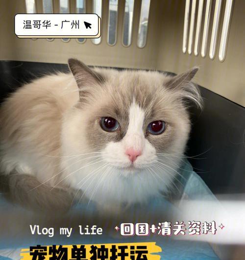 猫咪能随身上飞机吗？航空宠物政策是什么？