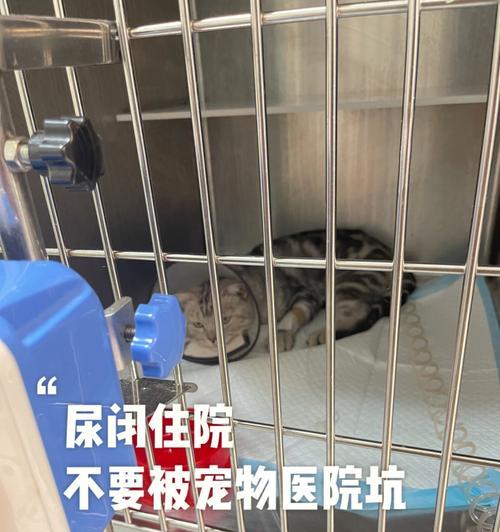 猫咪尿道阻塞怎么办？如何快速识别和处理？