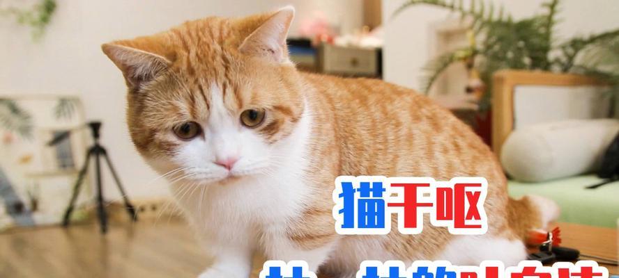 猫咪呕吐白沫且站不稳是怎么回事？如何处理？