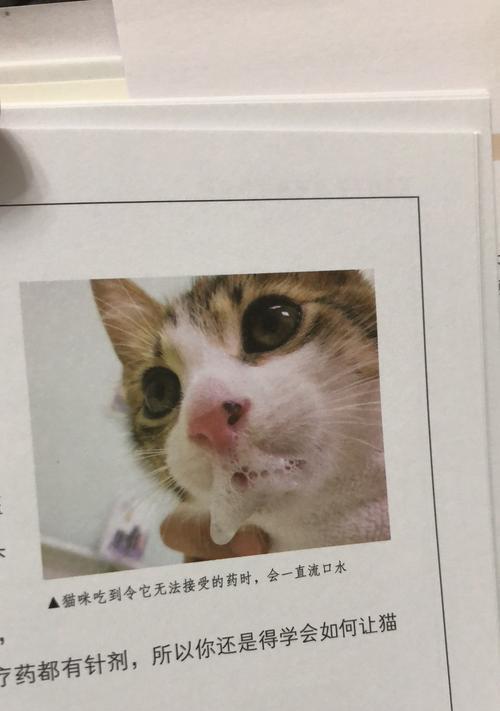 猫咪呕吐白沫且站不稳是怎么回事？如何处理？